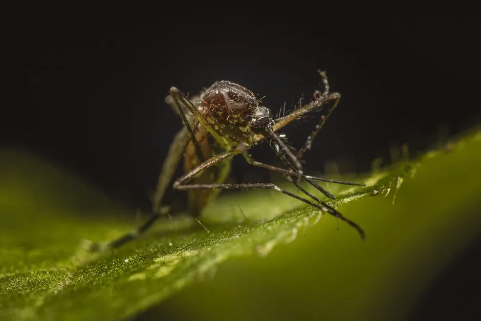 Detailed macro shot of a mosquito perched on a leaf; nature's intricate design.