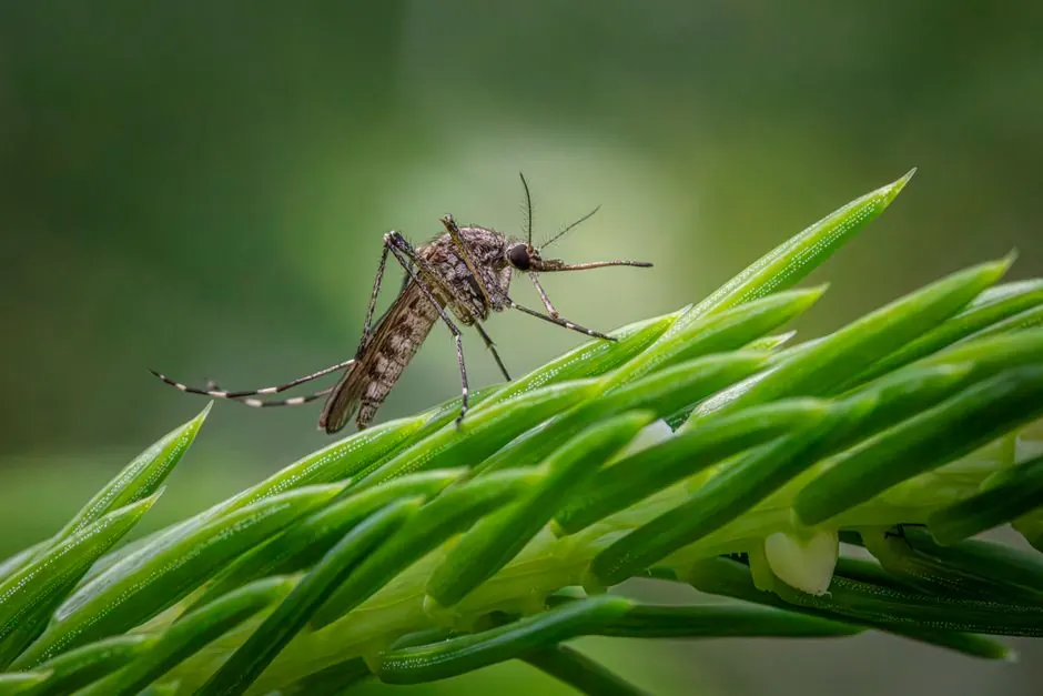 Detailed macro shot of a Southern Saltmarsh Mosquito perched on a green plant stem.